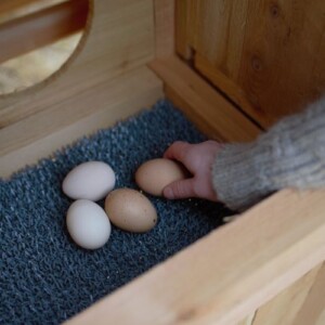 Collecting eggs inside egg box