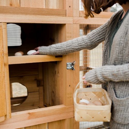 Collecting eggs from Stand-Up coop egg box