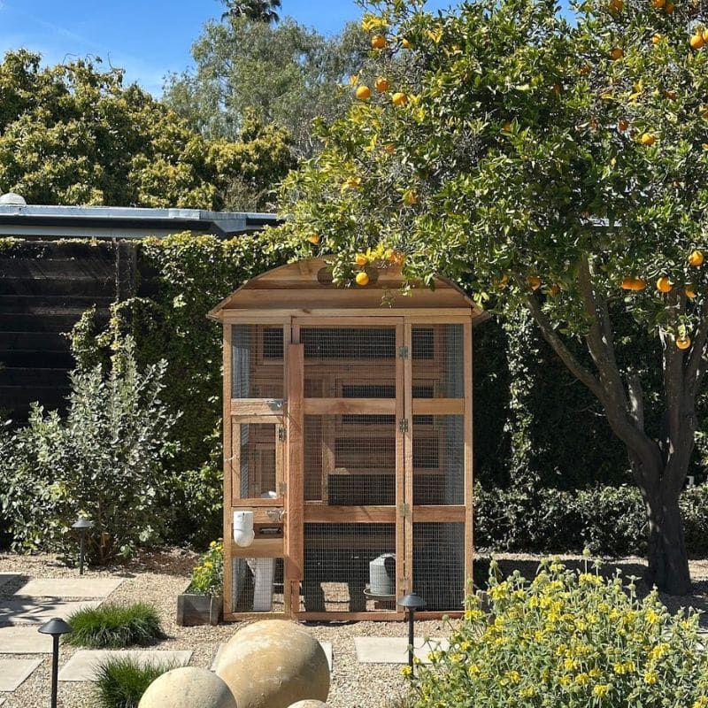 Chicken Coop Under a Lemon Tree