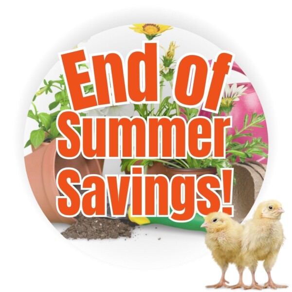 End of Summer Savings