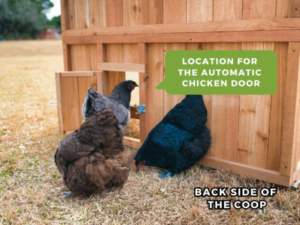 Standup Chicken Coop Automatic Door